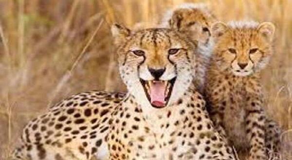 عکس یوز پلنگ مازندران