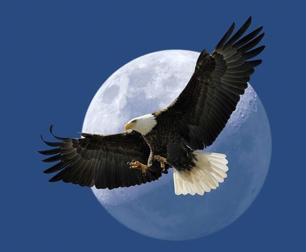 عکس عقاب پس زمینه