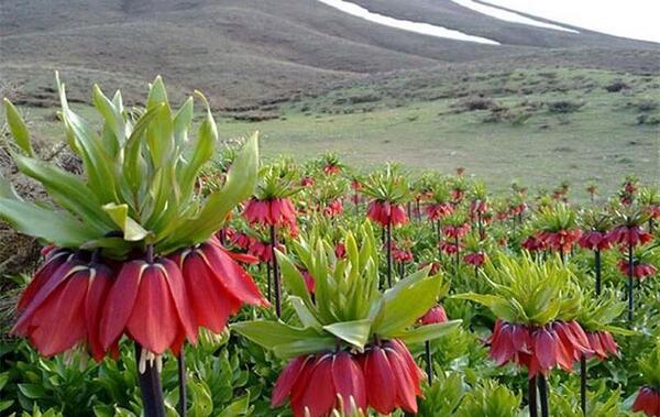 عکس گل لاله ی واژگون