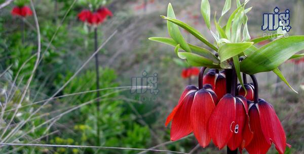 عکس گل لاله ی واژگون