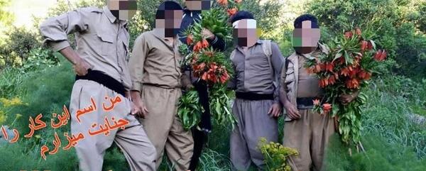 عکس گل لاله ی واژگون
