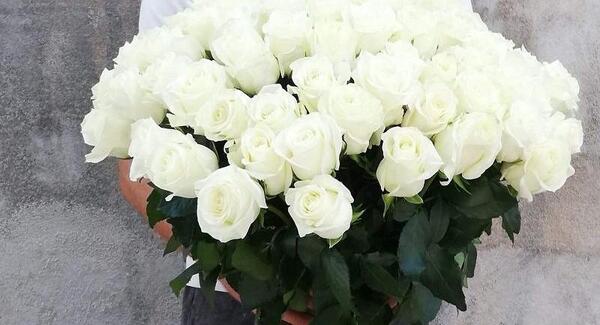عکس گل داوودی سفید