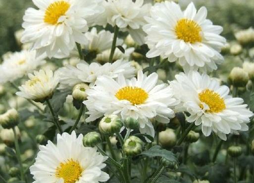 عکس گل داوودی سفید