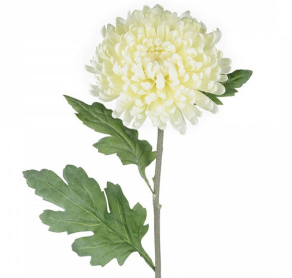 عکس گل داوودی سفید