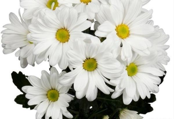 عکس گل داوودی سفید