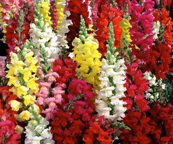 عکس گل میمون