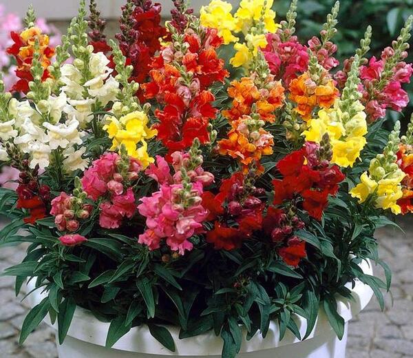 عکس گل میمون