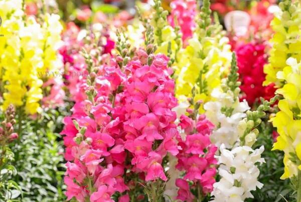 عکس گل میمون