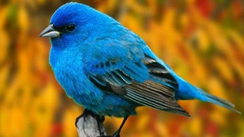 عکس نوشته سحر بلبل حکایت با صبا کرد