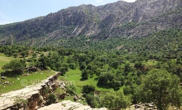 عکس تنگ رازیانه