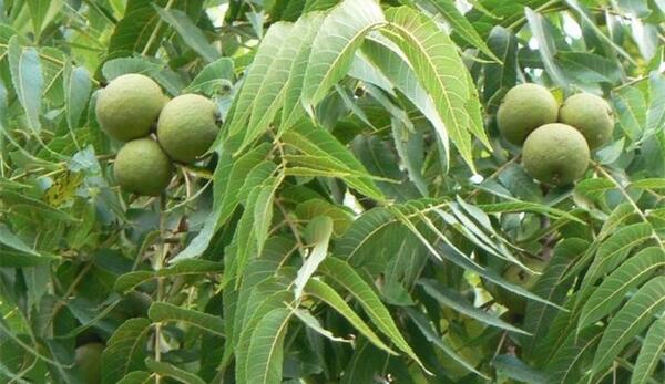 عکس حسن گردو همدان