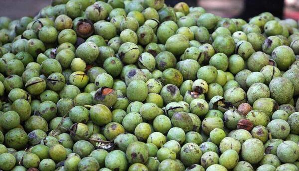 عکس حسن گردو همدان