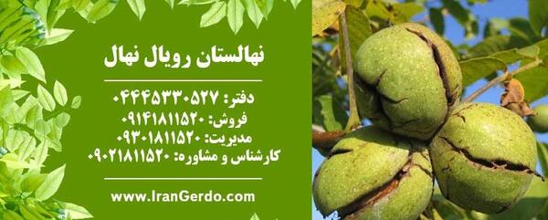 عکس حسن گردو همدان