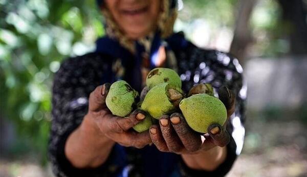 عکس حسن گردو همدان