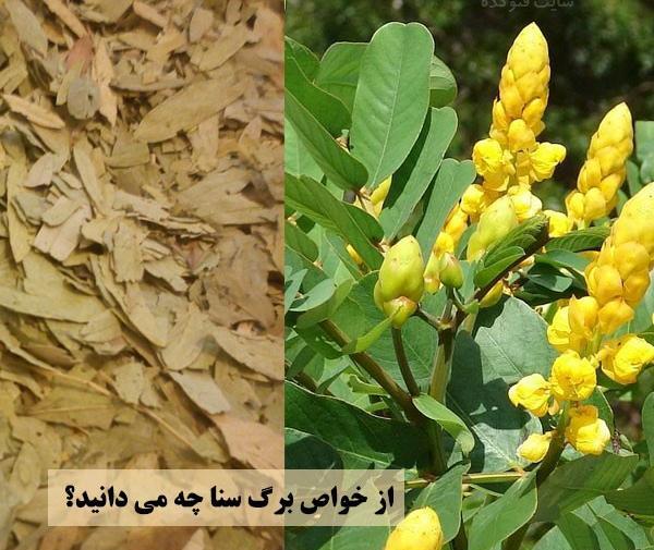 عکس برگ سنا