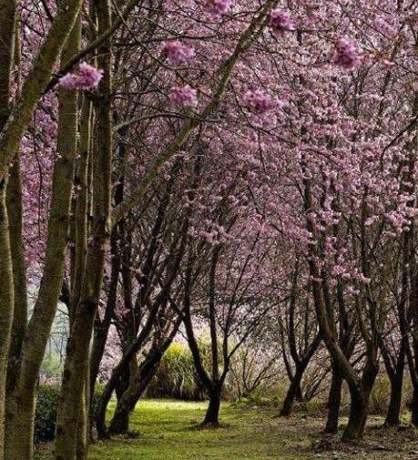 عکس های مناظر بهاری