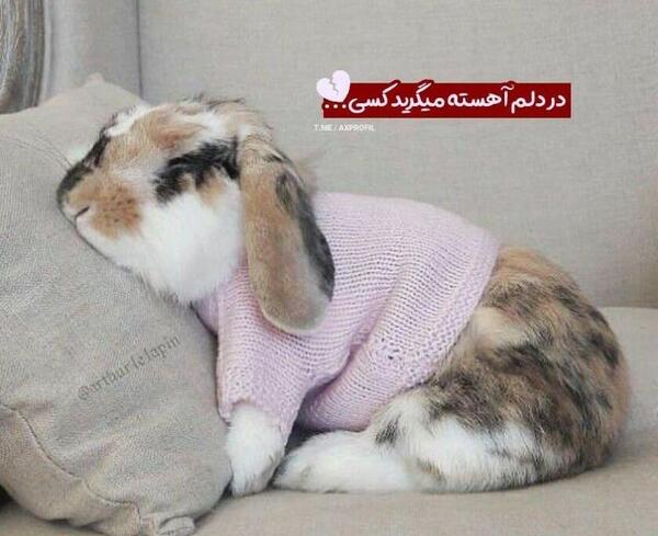 عکس خرگوش دخترونه برای پروفایل