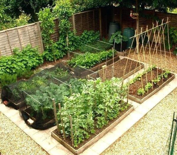 عکس ایده برای باغچه سبزی