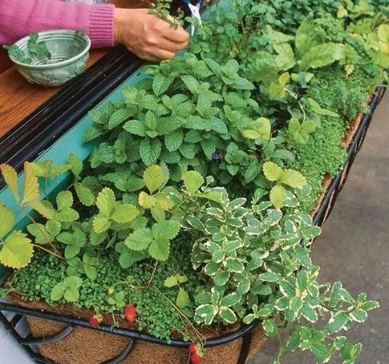 عکس ایده برای باغچه سبزی