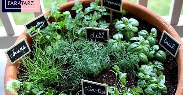 عکس ایده برای باغچه سبزی