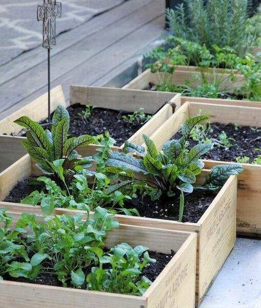 عکس ایده برای باغچه سبزی