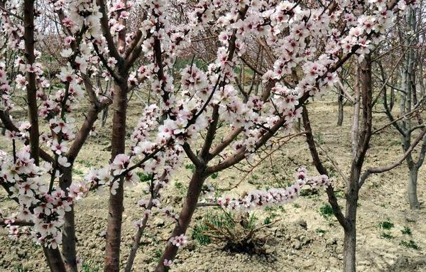 عکس شکوفه طبیعی