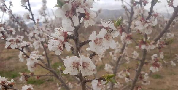 عکس شکوفه طبیعی