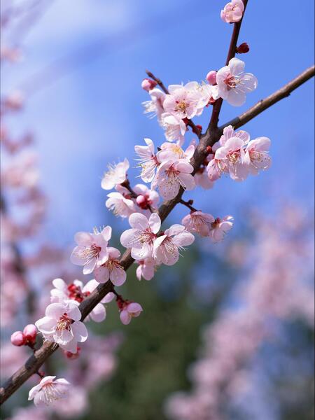 عکس شکوفه طبیعی