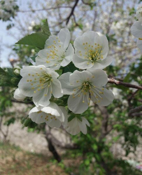 عکس شکوفه طبیعی