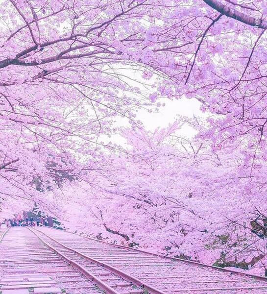 عکس شکوفه های بهاری ژاپن