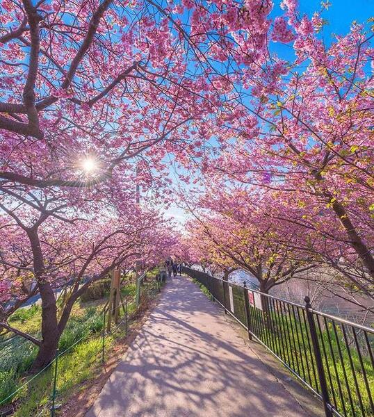 عکس شکوفه های بهاری ژاپن