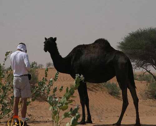 عکس شتر جالب