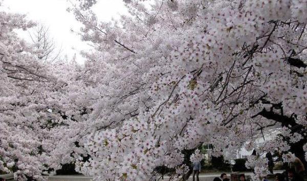 عکس شکوفه برای پروفایل
