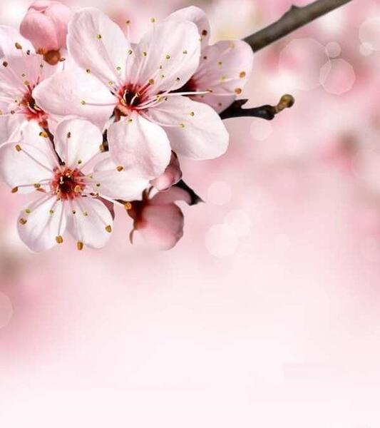 عکس شکوفه برای پروفایل
