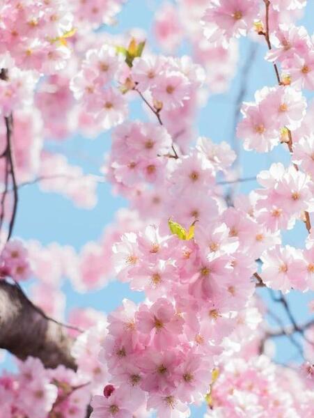 عکس شکوفه برای پروفایل