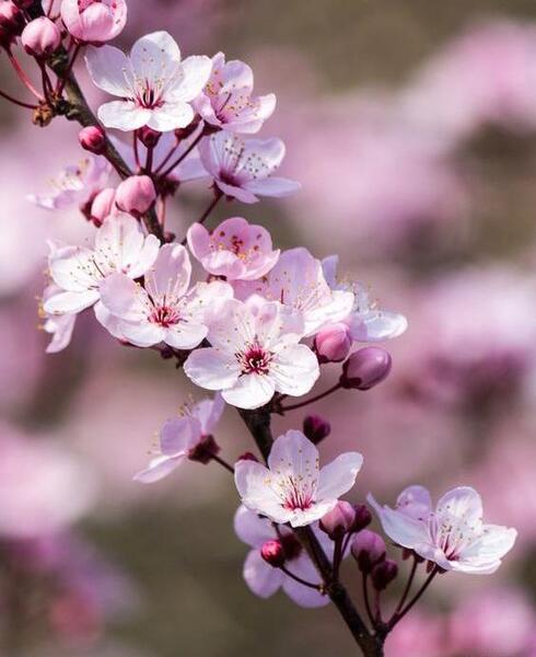 عکس شکوفه برای پروفایل
