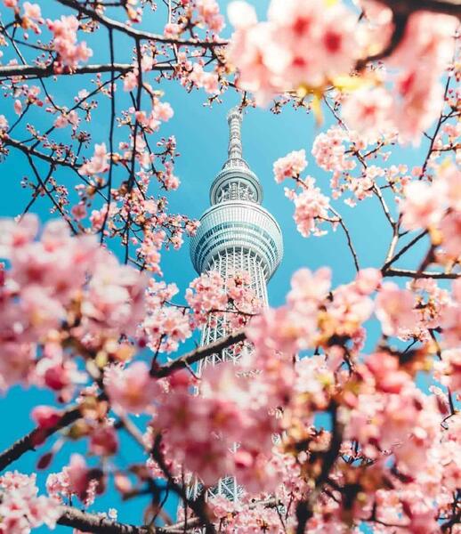 عکس شکوفه برای پروفایل
