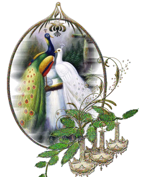 عکس طاووس متحرک