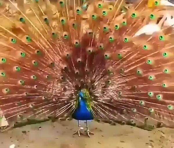 عکس طاووس متحرک