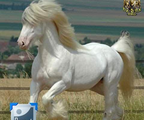 عکس اسب خیلی قشنگ
