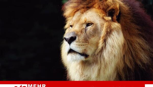 عکس شیر ها