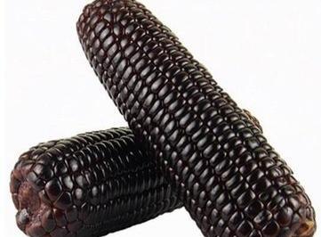 عکس ذرت سیاه