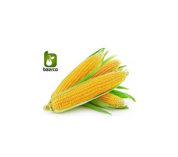 عکس ذرت سیاه