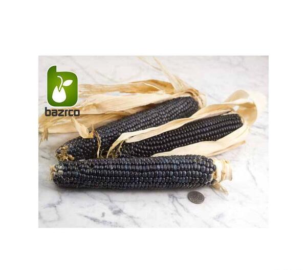 عکس ذرت سیاه