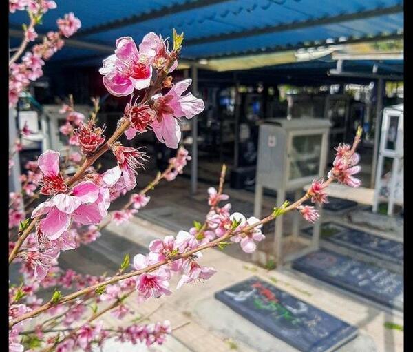 عکس شکوفه ریاحی