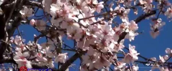 عکس شکوفه ریاحی