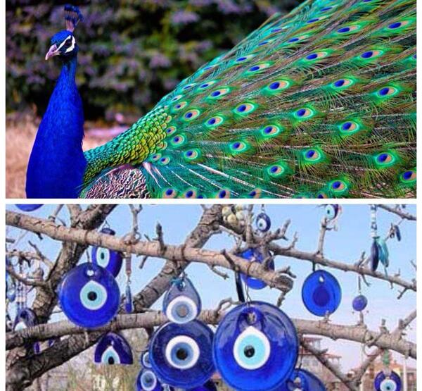 عکس چشم طاووس