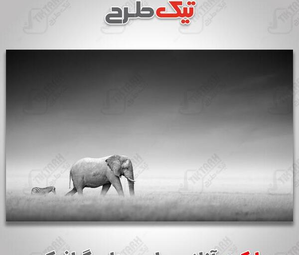 عکس فیل سیاه سفید