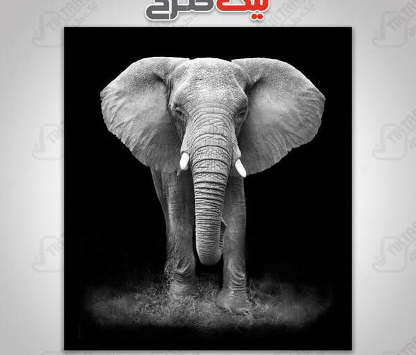 عکس فیل سیاه سفید