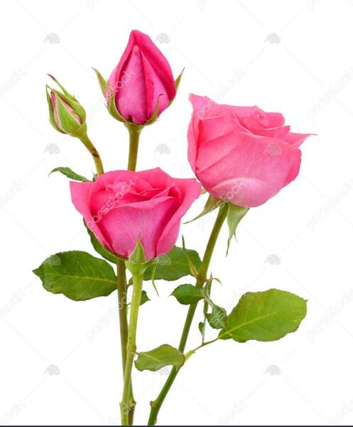 عکس غنچه سفید